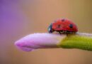 desenho de pintar da ladybug
